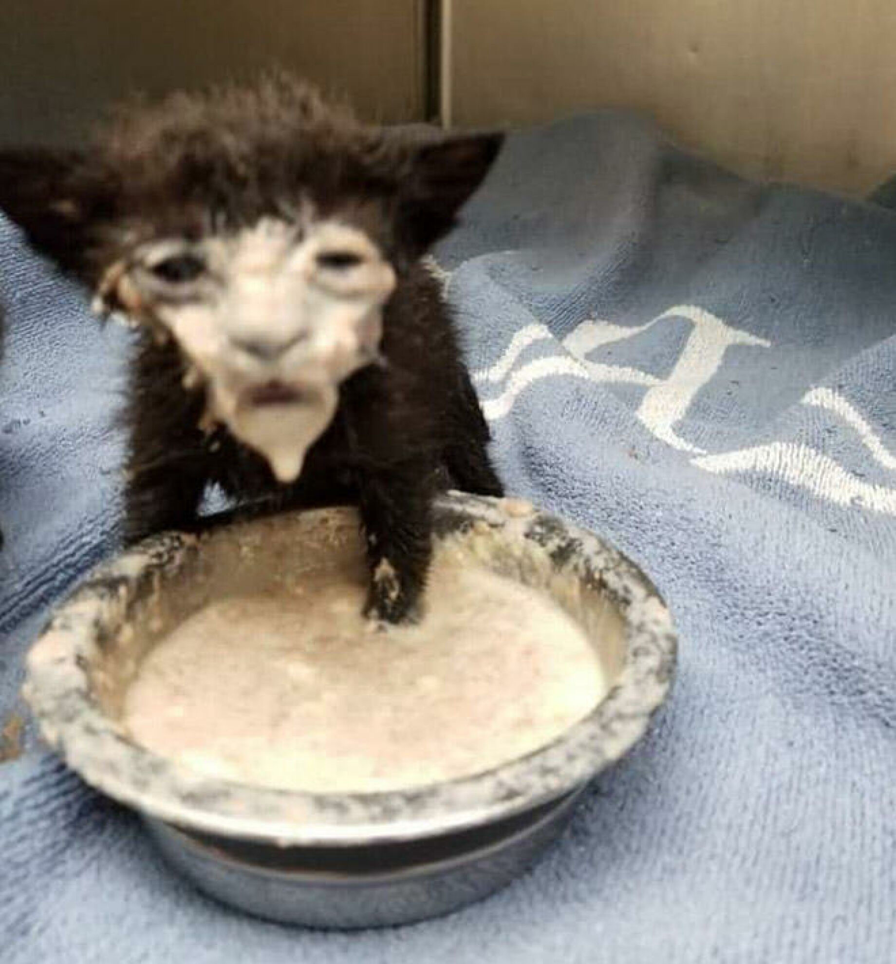 Milk Face Cat leaning over a bowl